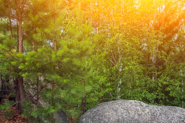 Beautiful mountains landscape with top of pine trees Ural mountains