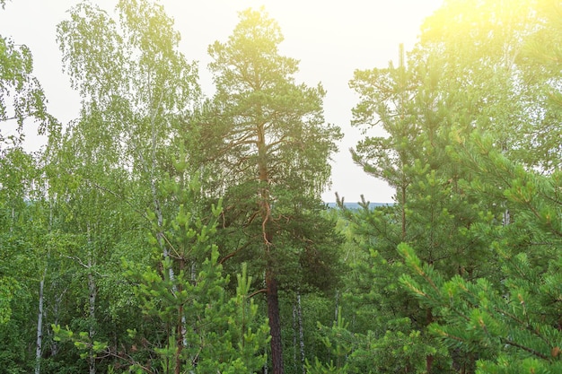 Beautiful mountains landscape with top of pine trees Ural mountains