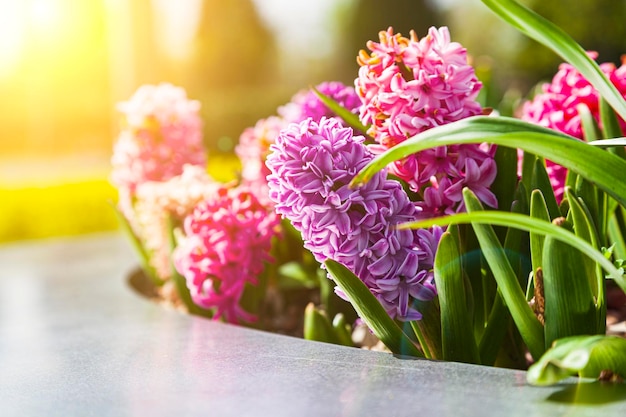 Beautiful multi-colored hyacinths. Flowers in the spring park.