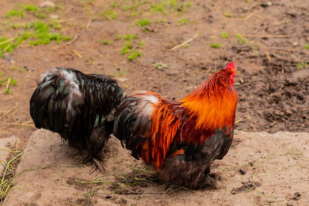 Beautiful multi-colored rooster 