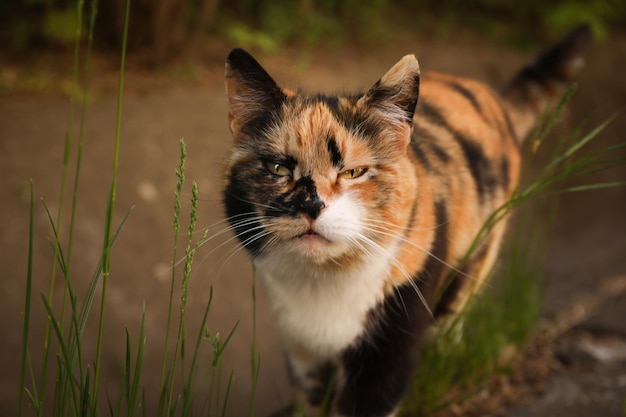 Beautiful multicolor cat walking outdoor in spring day