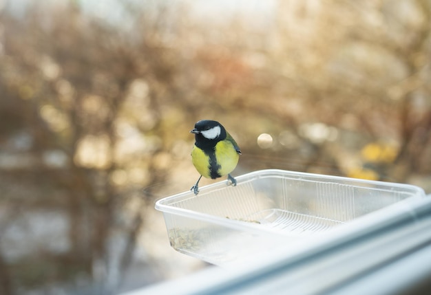 A beautiful multicolored chickadee is eating in a bird feeder she made herself Bird care concept in winter