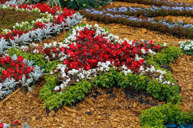 Beautiful multicolored flower beds of flowers