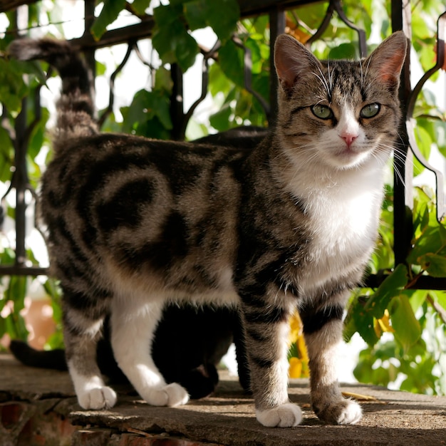 Beautiful multicolored kitten outdoors Portrait of cute greeneyed kitten among green leaves