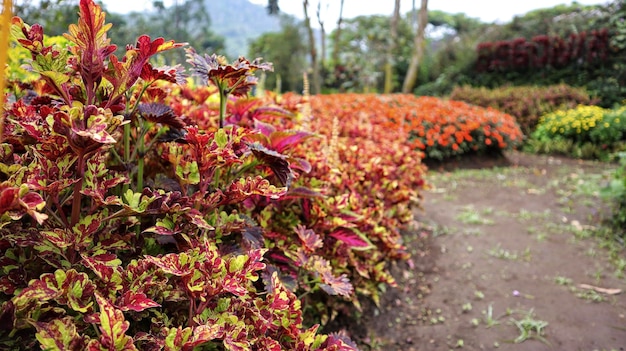 Beautiful multicolored red fire coleus at the garden