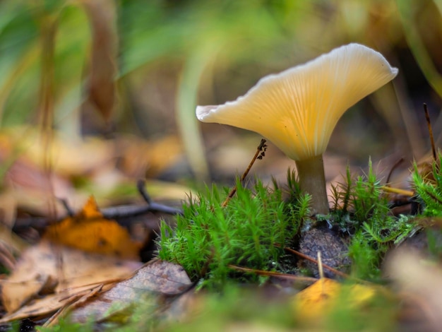 A beautiful mushroom in a fabulous forest illuminated by the sun