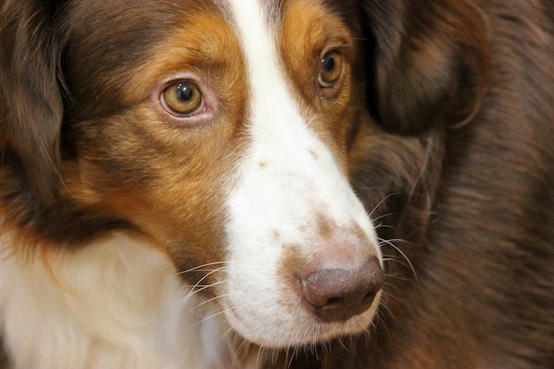 Beautiful muzzle of a purebred dog