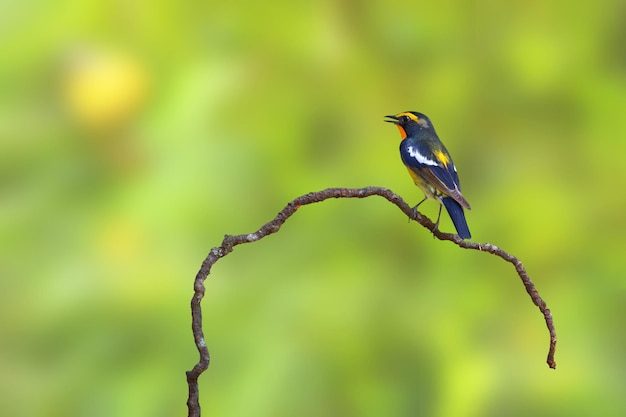 Beautiful narcissus flycatcher bird perched on a branch in tropical forest