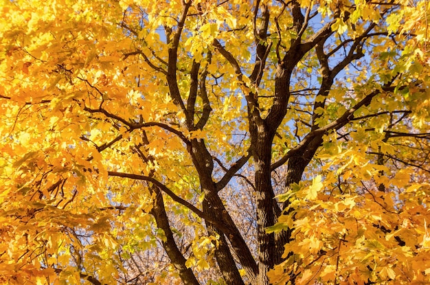 Beautiful natural autumn background Maple tree branches and trunk with yellow and orange leaves on sky background