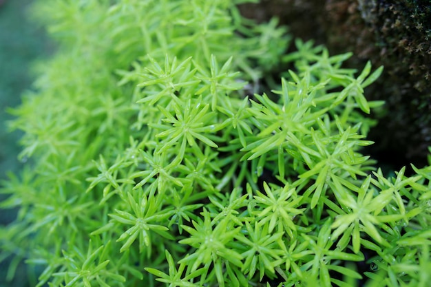 Beautiful natural background. Close up of shot in nature.