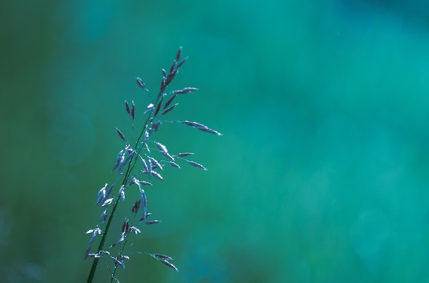 Beautiful natural background of green grass Seasonal concept morning in nature