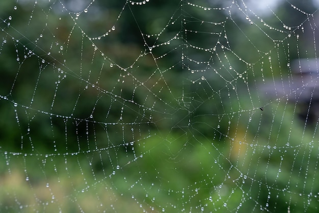 Beautiful natural background with a necklace of water drops on a cobweb in the grass in spring summer The texture of the dew drops on the web in nature macro macro with soft focus