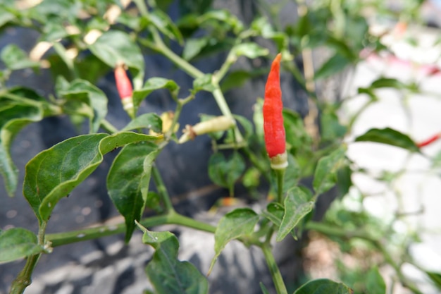 Photo beautiful natural chilies as background