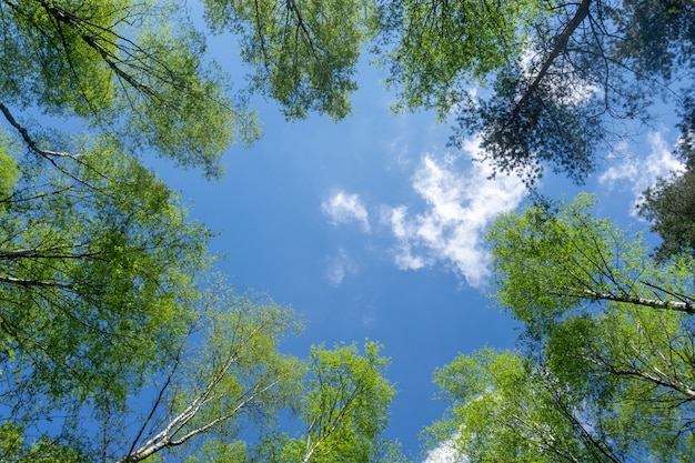 Beautiful natural frame of foliage against the sky. Copy space.
