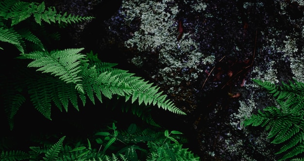 beautiful natural green plant