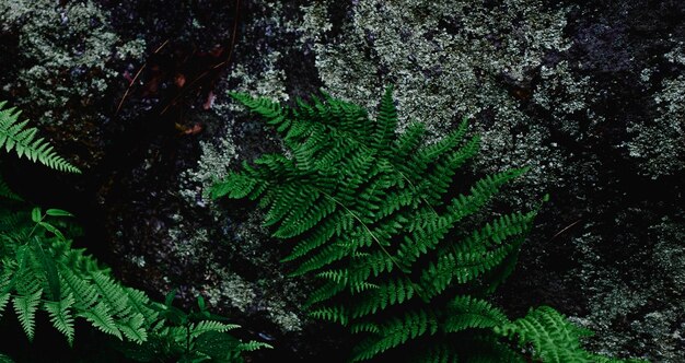 beautiful natural green plant