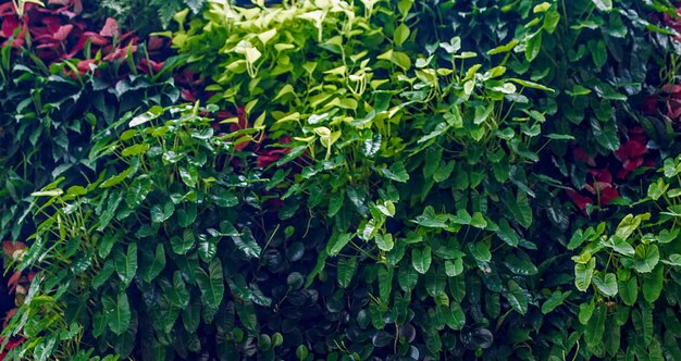 beautiful natural green plant