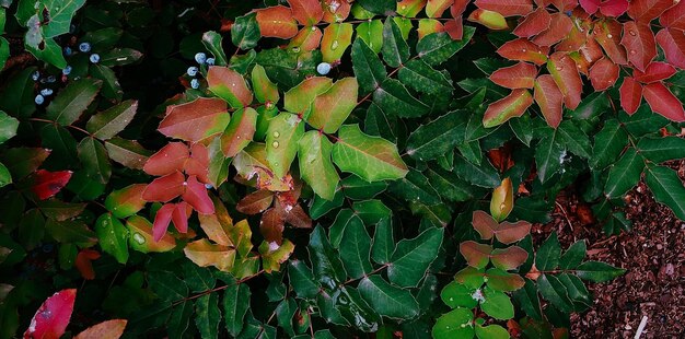 beautiful natural green plant