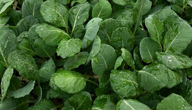 beautiful natural green plant