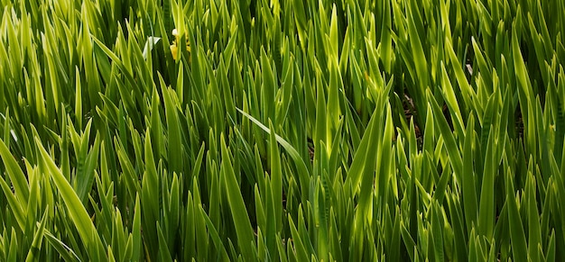 beautiful natural green plant