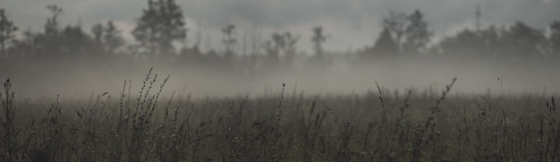 Beautiful natural mystical panoramic countryside landscape A gray fog spreads over the meadow Amazing beauty of nature Copy space