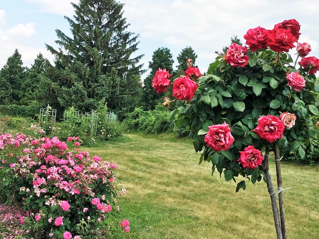 Beautiful natural pink roses in the garden landscape