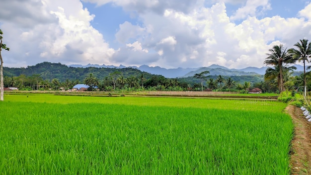 Beautiful natural views of green rice fields in Indonesia agriculture in Indonesia