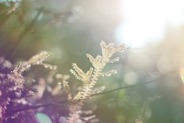 Beautiful nature abstract background with soft focus