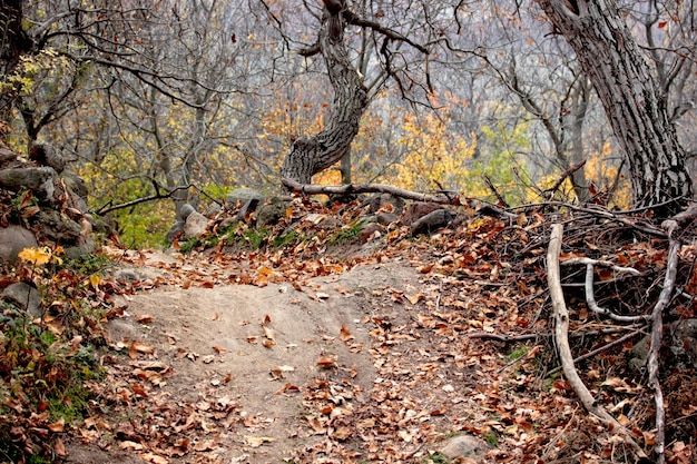 Beautiful nature in autumn