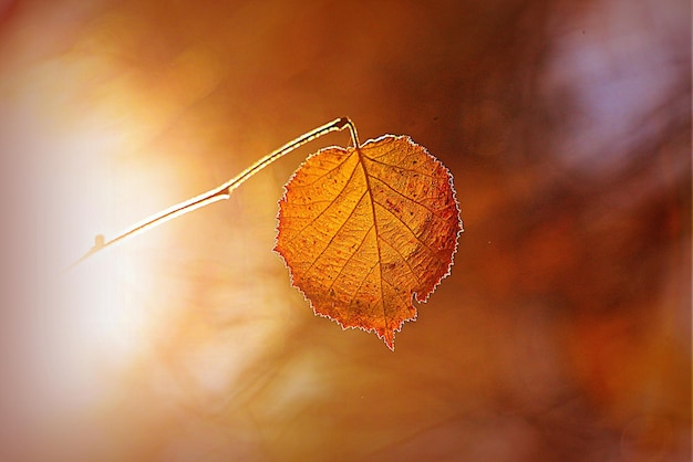 Beautiful nature background   autumn leaves on the ground