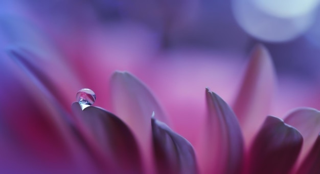 Beautiful Nature Background Beautiful shiny dew water drop on dandelion seed in nature macro Soft selective focus Beautiful Macro Shot of Magic Flowers Wallpaper water drop