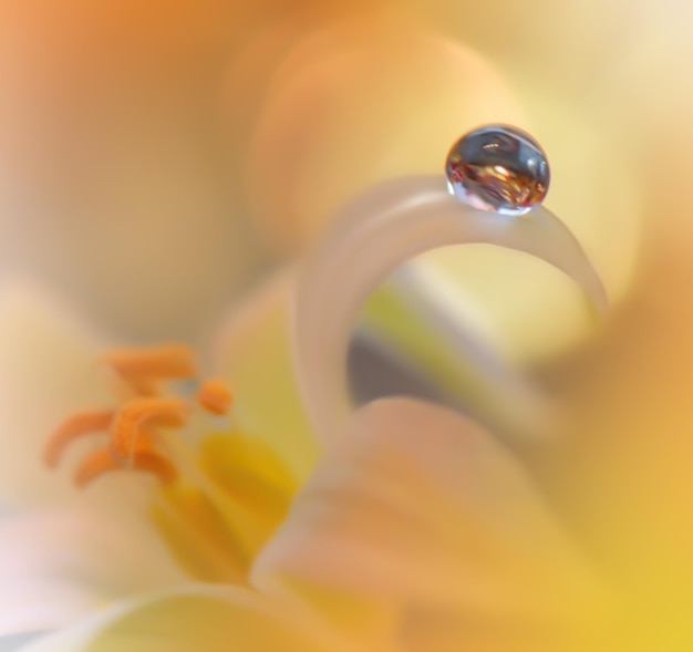 Beautiful Nature Background Beautiful shiny dew water drop on dandelion seed in nature macro Soft selective focus Beautiful Macro Shot of Magic Flowers Wallpaper water drop