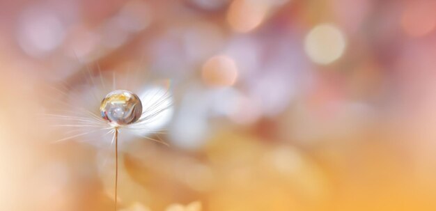 Beautiful Nature Background Beautiful shiny dew water drop on dandelion seed in nature macro Soft selective focus Beautiful Macro Shot of Magic Flowers Wallpaper water drop