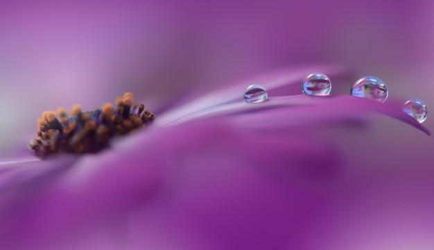 Beautiful Nature Background Beautiful shiny dew water drop on dandelion seed in nature macro Soft selective focus Beautiful Macro Shot of Magic Flowers Wallpaper water drop