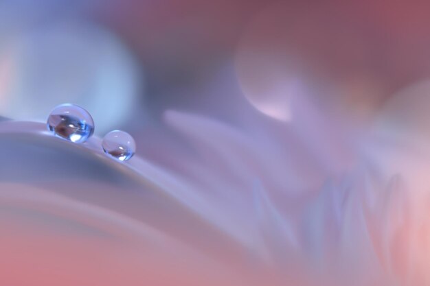 Beautiful Nature Background Beautiful shiny dew water drop on dandelion seed in nature macro Soft selective focus Beautiful Macro Shot of Magic Flowers Wallpaper water drop