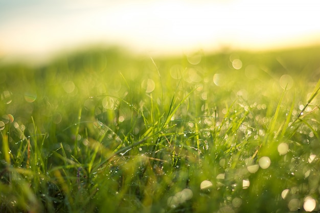 Beautiful nature background. Fresh grass scene and dew in morning time.