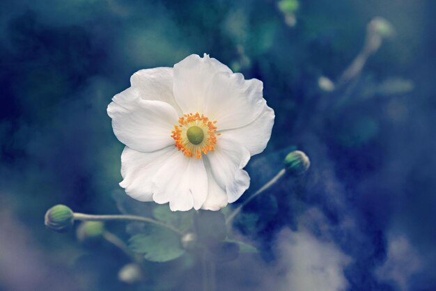 Beautiful nature background white flower on blue