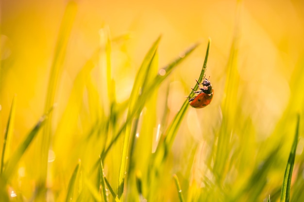 Beautiful nature background with morning fresh grass and ladybug. Grass and spring summer meadow