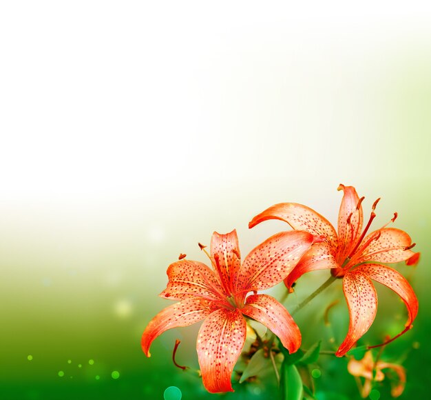 Beautiful nature background with red lilies