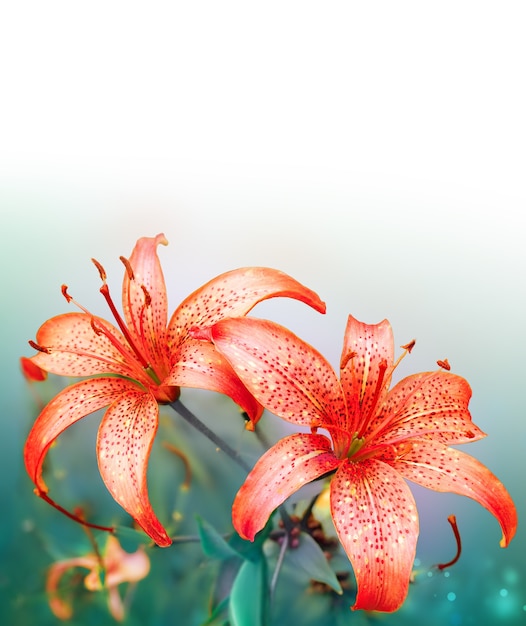 Beautiful nature background with red lilies