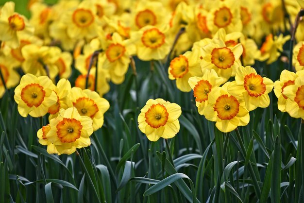 Beautiful nature background yellow tulips in the garden