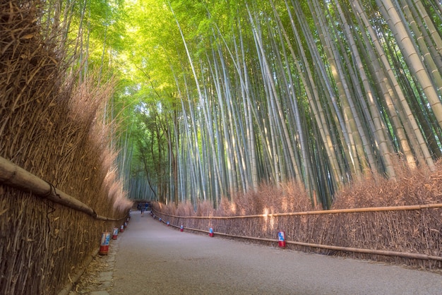 Beautiful nature bamboo forest in autumn season at Arashiyama in Kyoto, Japan.