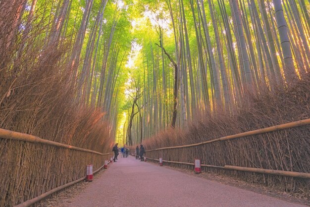 Photo beautiful nature bamboo groves in autumn season at arashiyama in kyoto japan