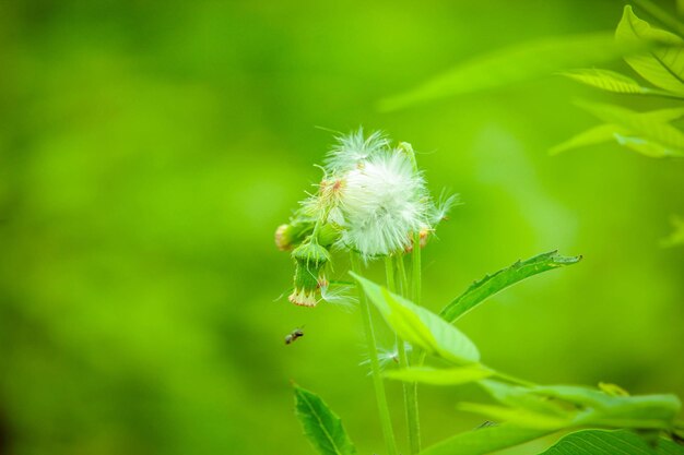 Beautiful Nature Flower Plant Environment