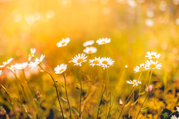 Beautiful nature flowers. Abstract sunset field landscape of grass meadow on soft green blue sunset