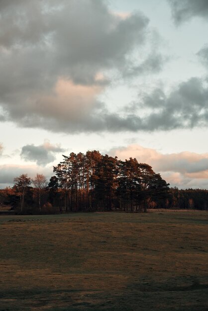 Beautiful nature landscape in the evening Trees and sunset sky