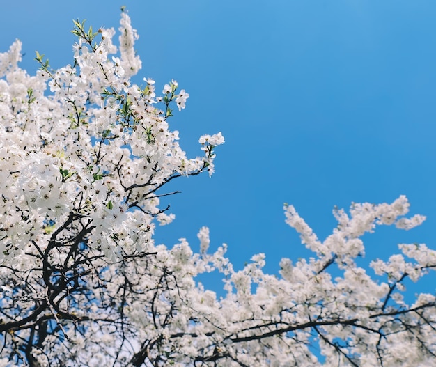 Beautiful nature light spring background with blossow white cherry tree and clear sky place for text