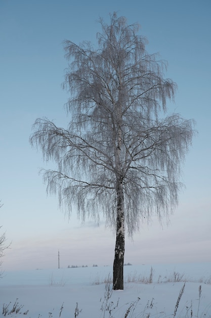 Beautiful nature of the north, natural landscape with large trees in frosty winter. Birch tree