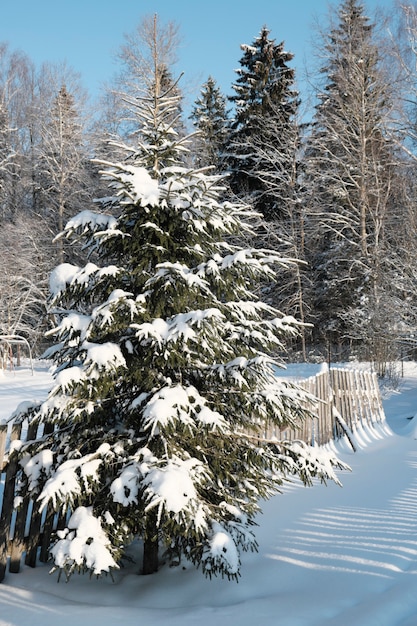 Beautiful nature of the north, natural landscape with large trees in frosty winter. High quality photo