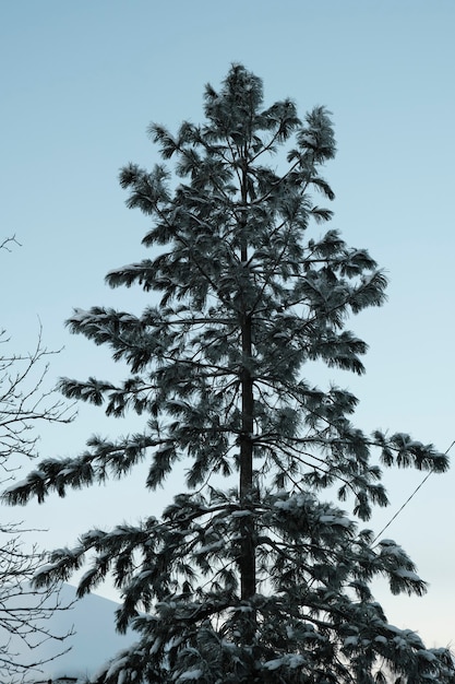 Beautiful nature of the north, natural landscape with large trees in frosty winter. High quality photo